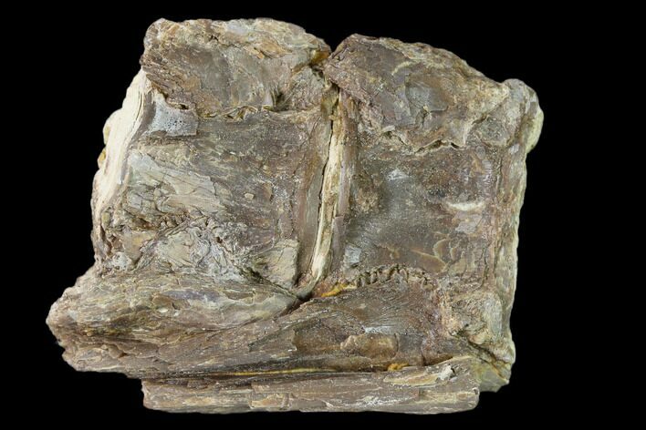 Fossil Fish (Ichthyodectes) Dorsal Vertebrae - Kansas #136475